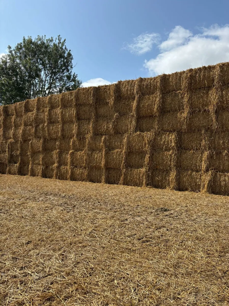 8×4×3 square bales - Image 2