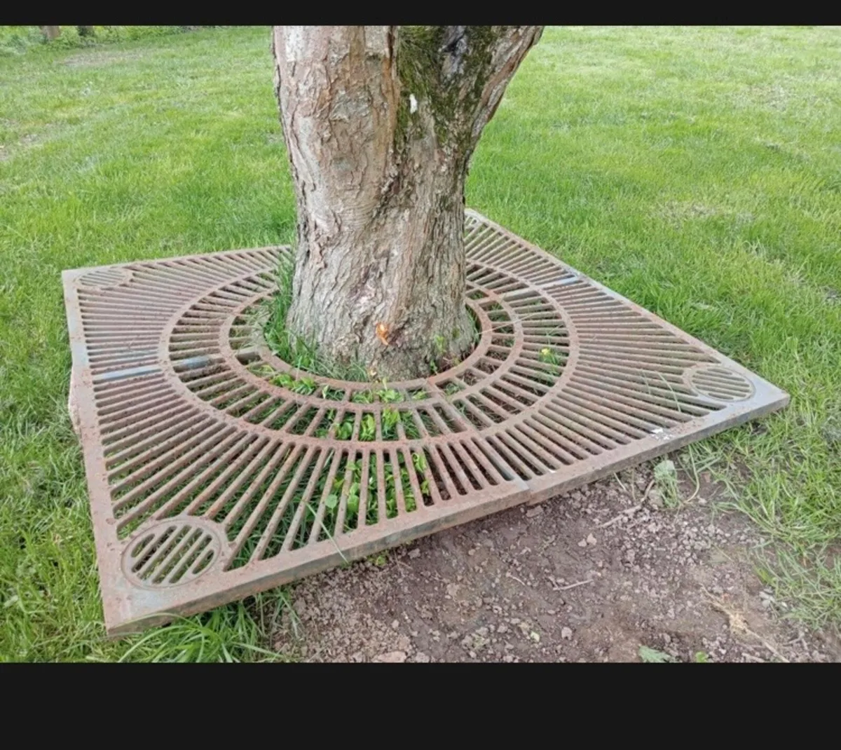 Cast iron tree surround - Image 3