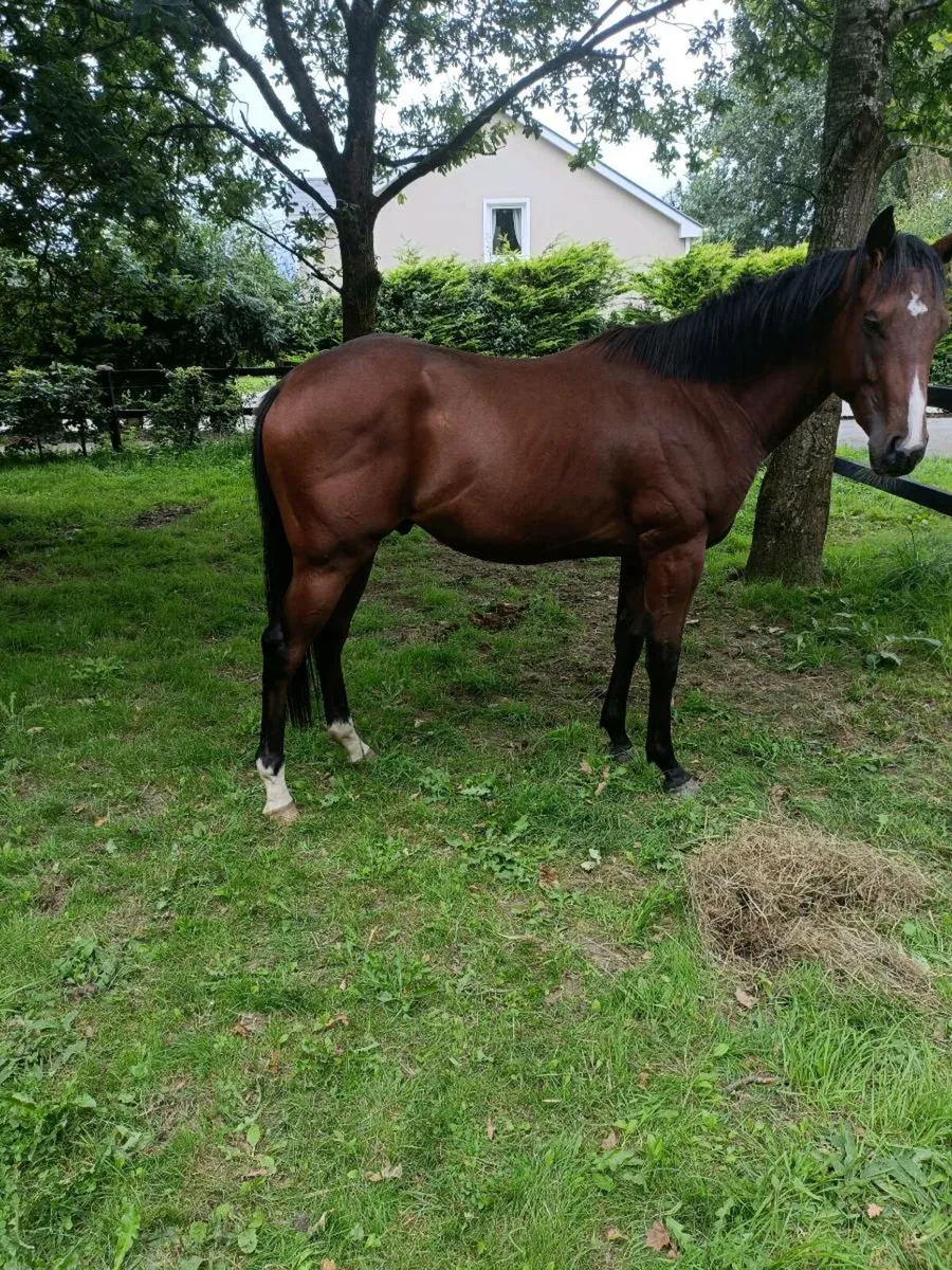 Horse for sale - Image 2