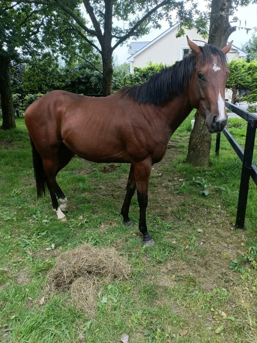 Horse for sale - Image 3