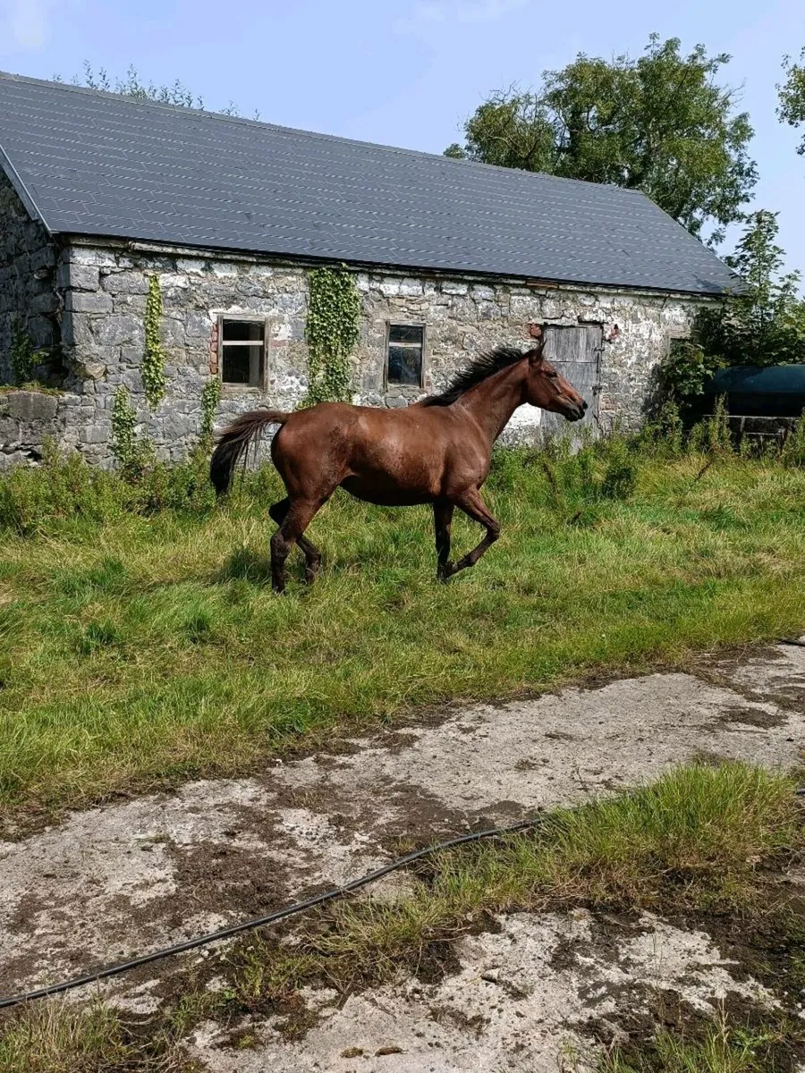 Horse for sale - Image 4