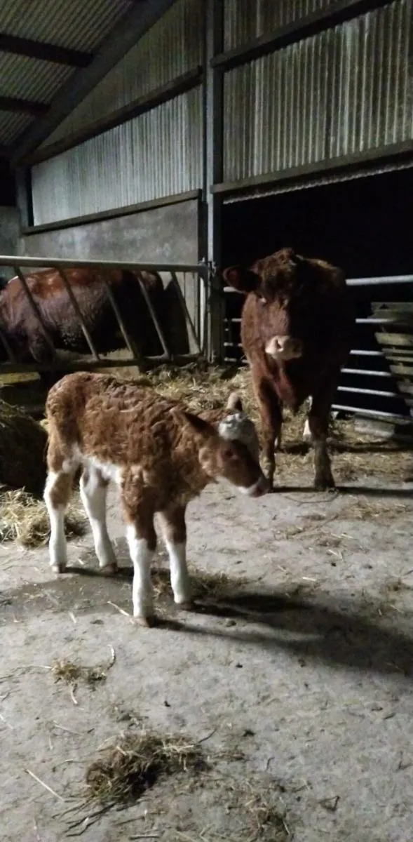 Scanning services - Image 1