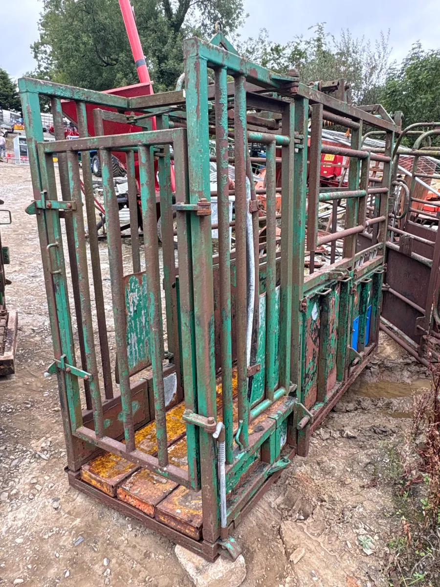 IAE cattle crush - Image 1