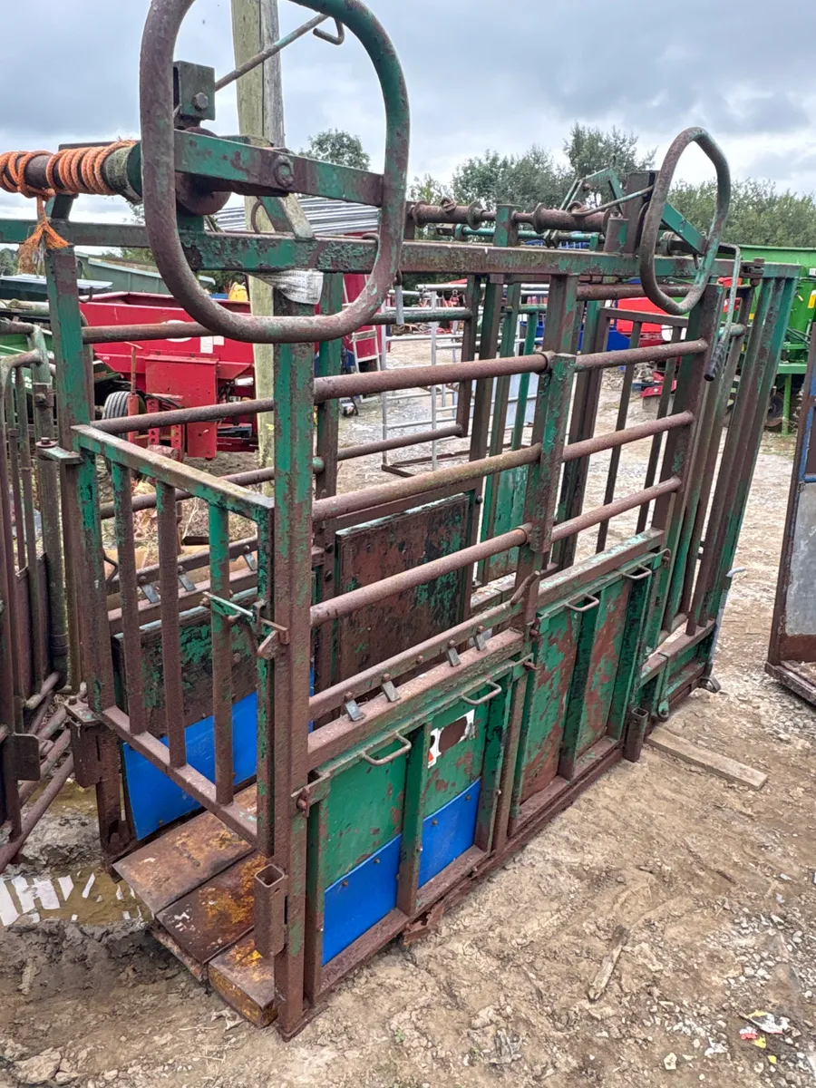 IAE cattle crush - Image 2