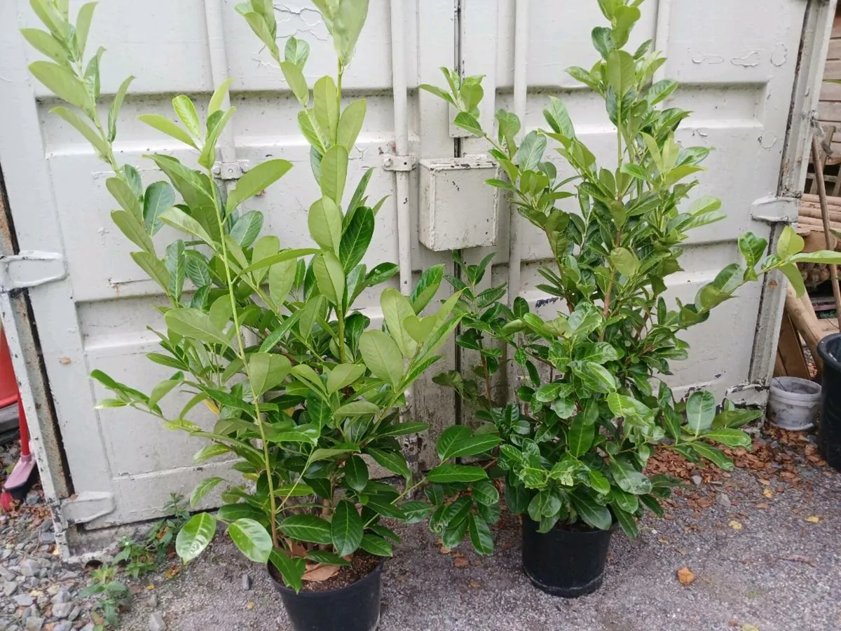 Laurel Griselinia hedging