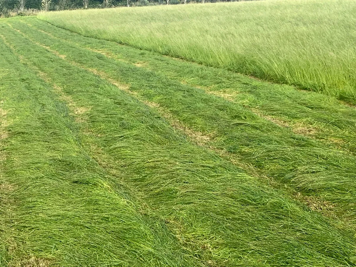Small square bales of haylage - Image 3
