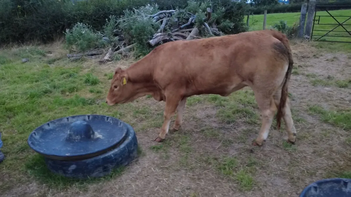 Pedigree limousin heifer - Image 3