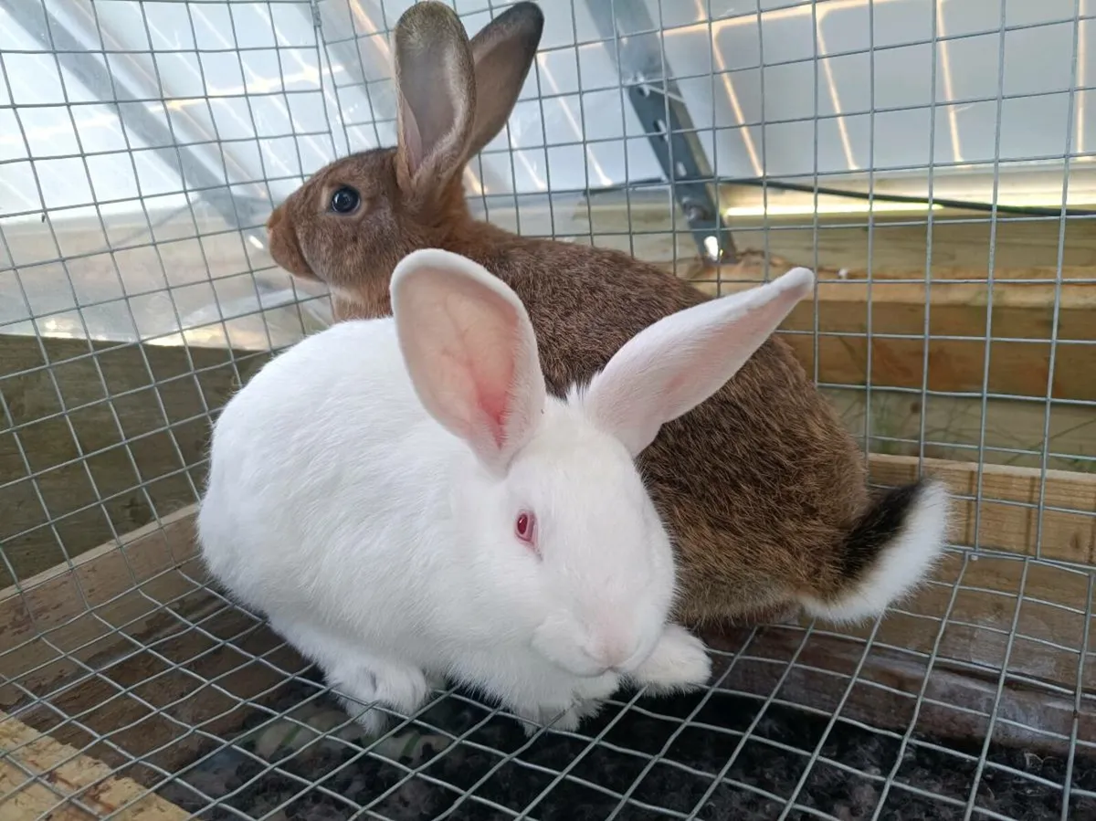 Rabbits - Image 1
