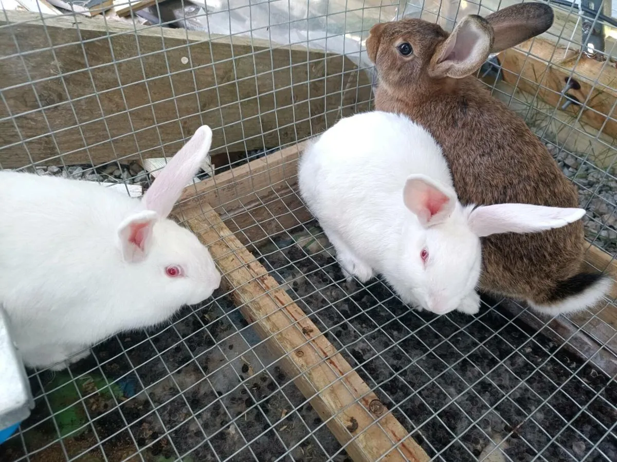 Rabbits - Image 2