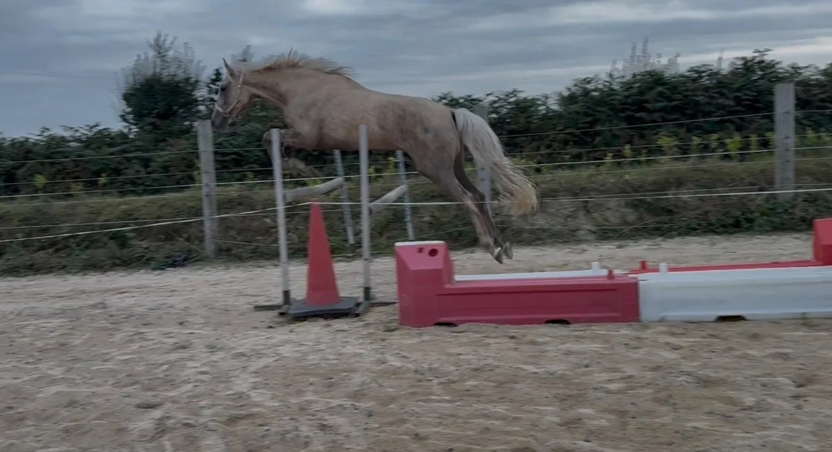 Gelding 4 year old - Image 3