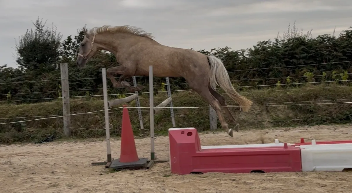 Gelding 4 year old - Image 4