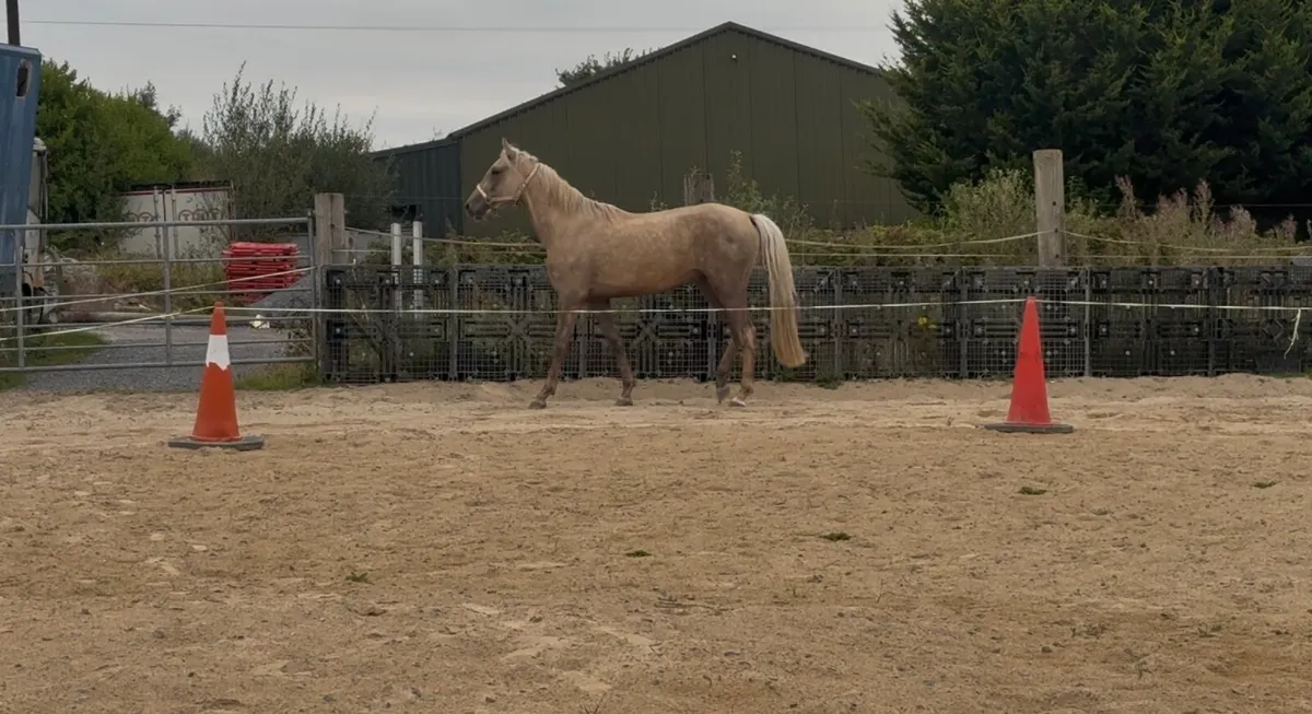 Gelding 4 year old - Image 1