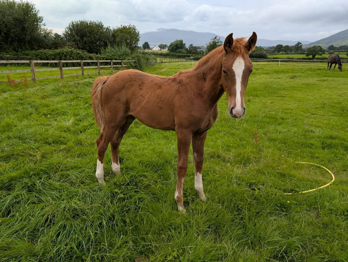 TOP YOUNGSTOCK AND BROODMARES FOR SALE - Image 1