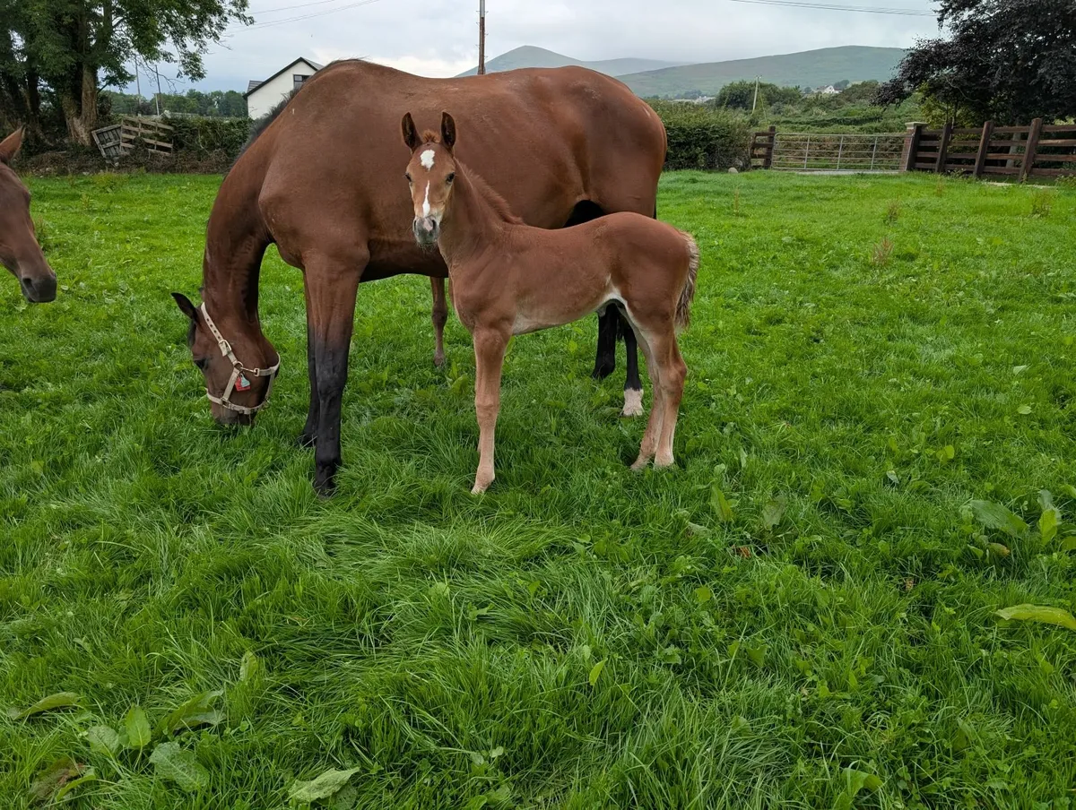 TOP YOUNGSTOCK AND BROODMARES FOR SALE - Image 3