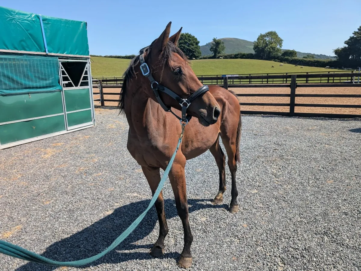 TOP YOUNGSTOCK AND BROODMARES FOR SALE - Image 4