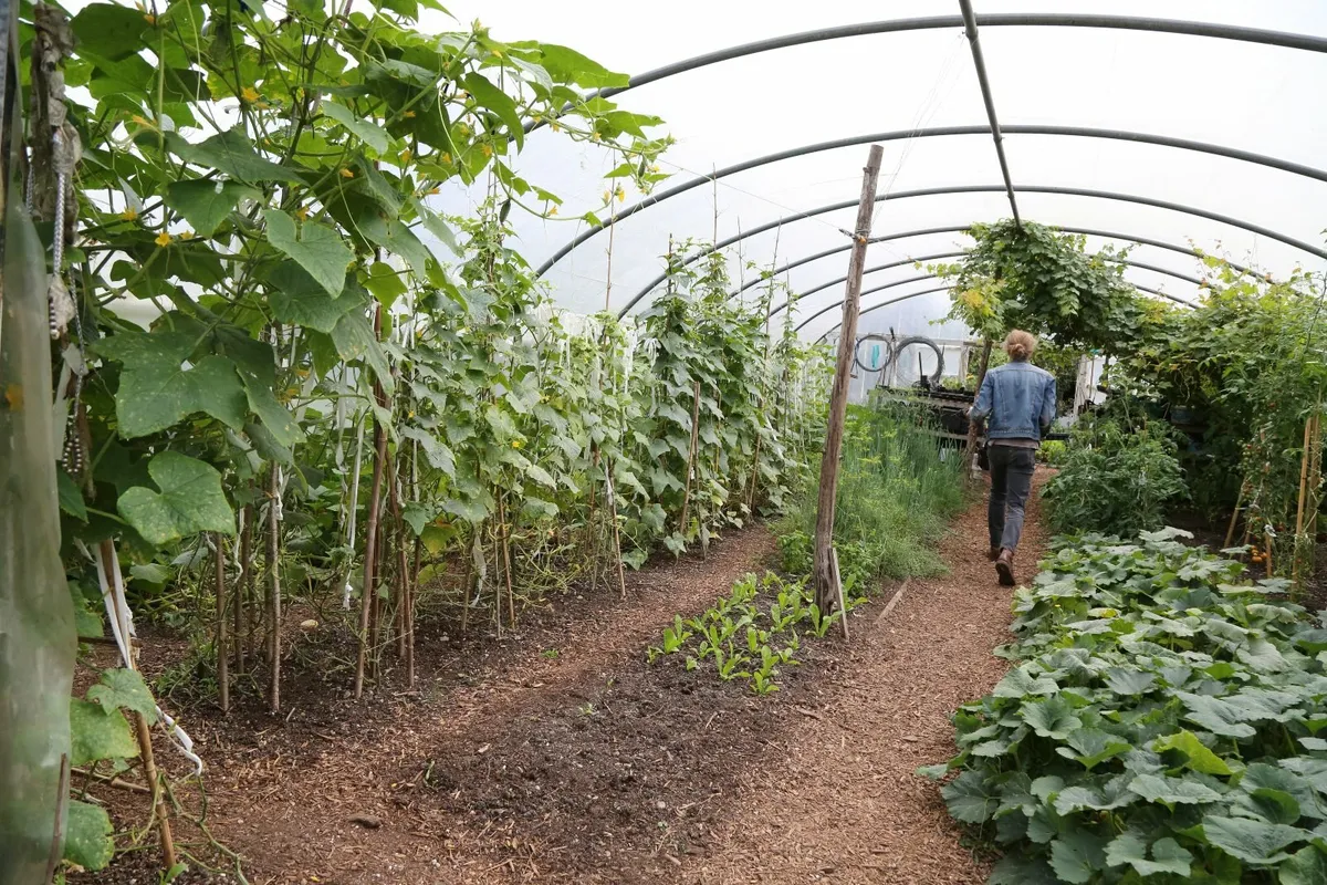 20m x 9m Robust Commercial Grade Polytunnel Frame - Image 1