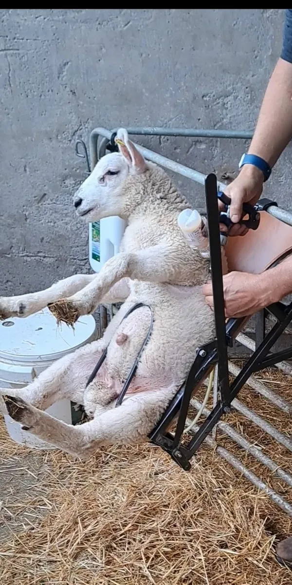 Lamb chutes ( SmythAgri ) - Image 2