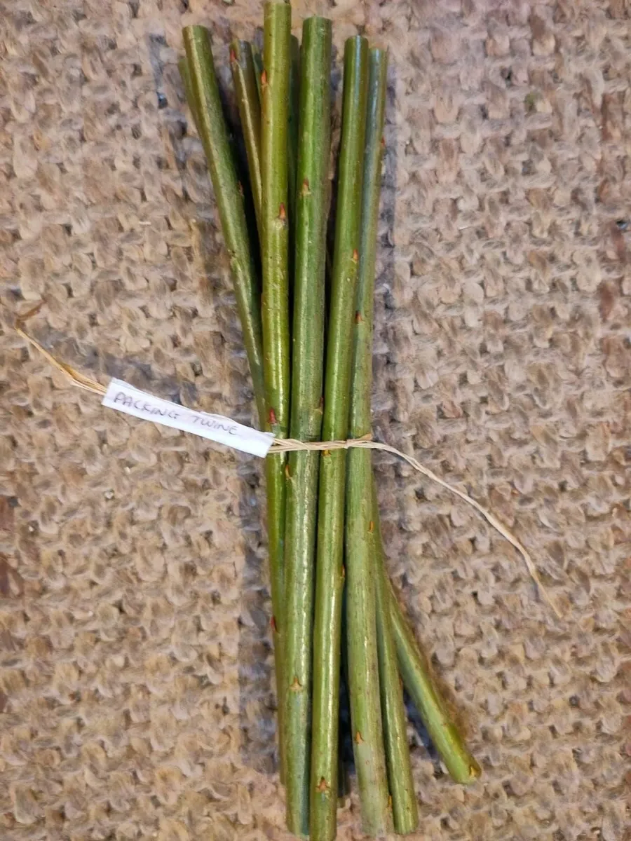 Living Willow - Available Now - Image 3