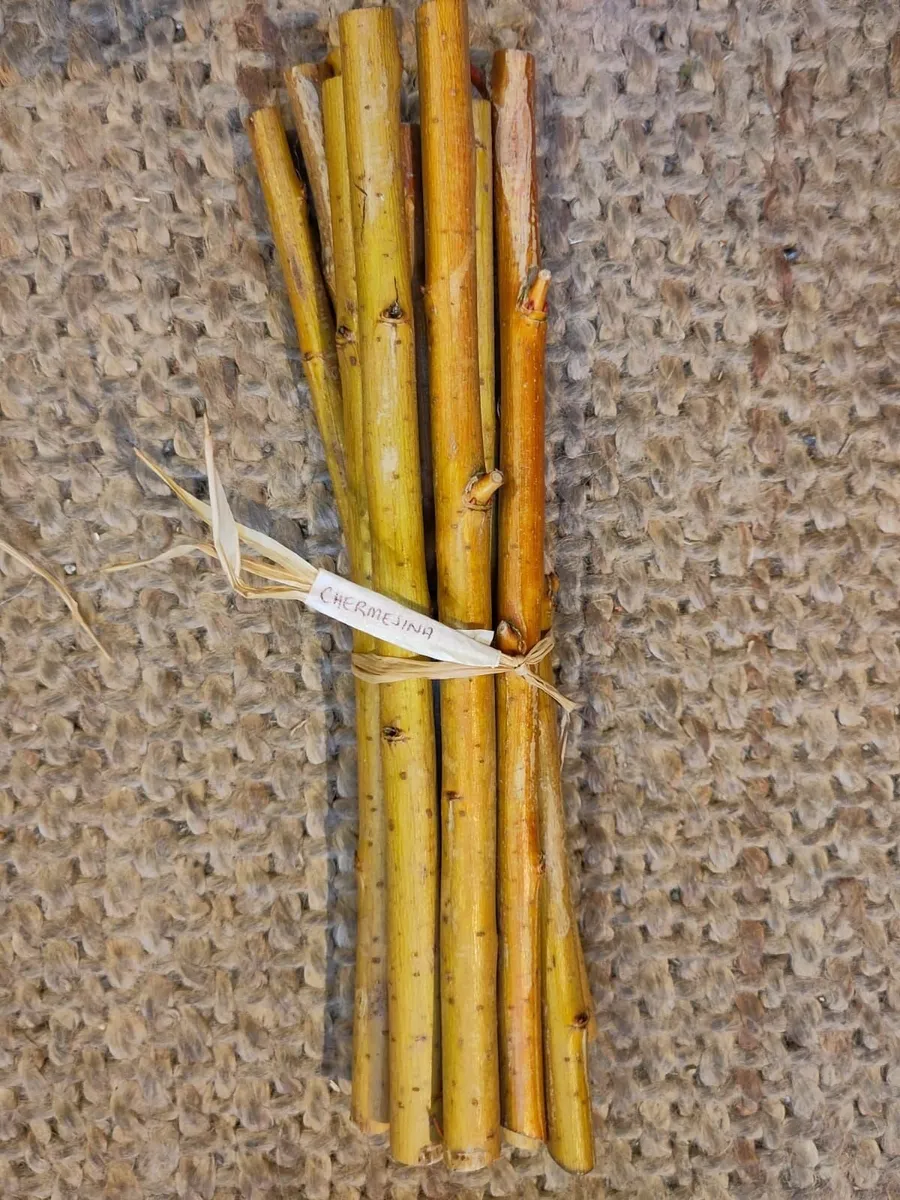 Living Willow - Available Now - Image 4