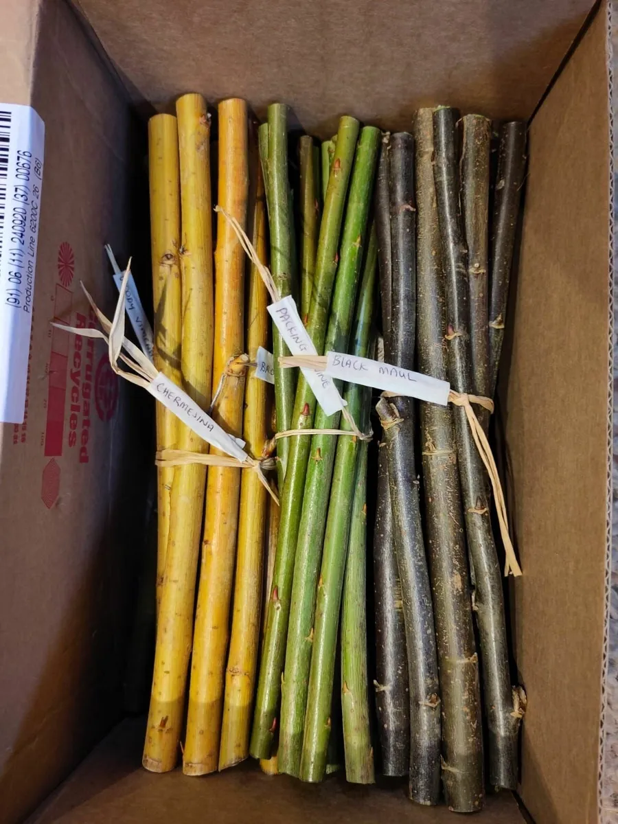 Living Willow - Available Now - Image 2