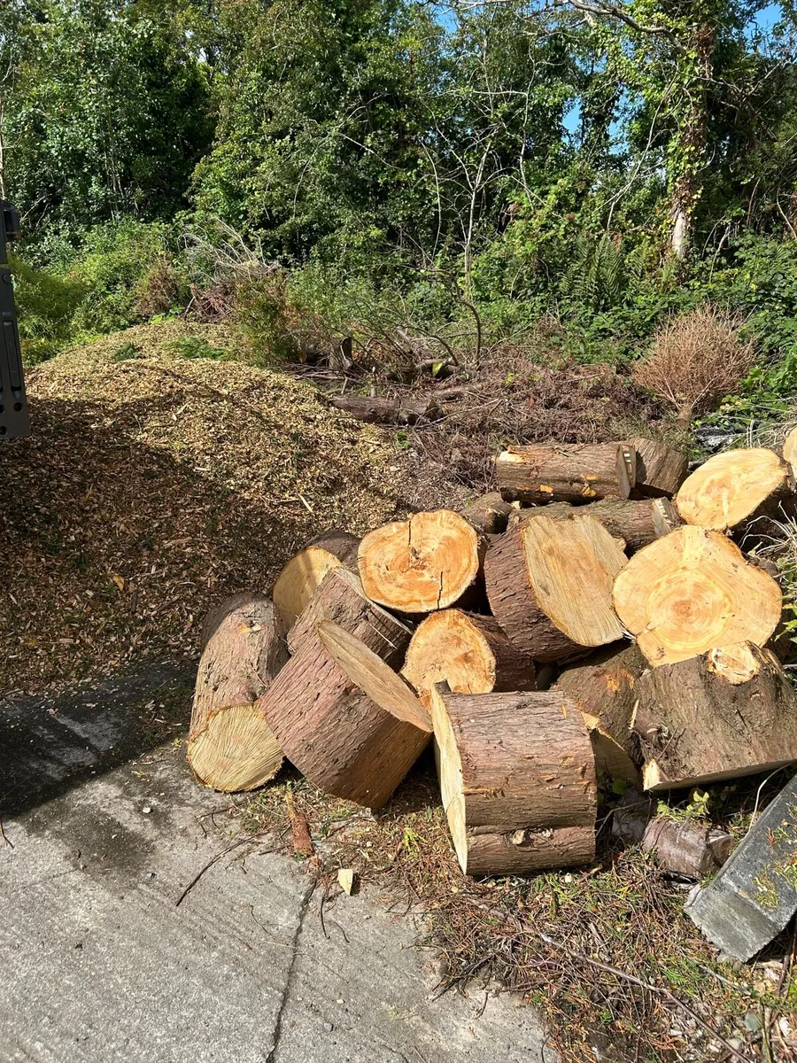 Softwood firewood logs for sale - Image 2