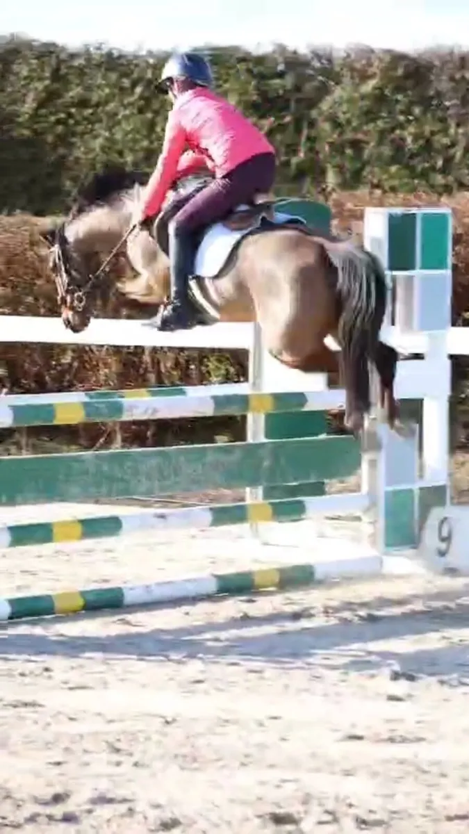 Competition Pony 12.2 - Image 3