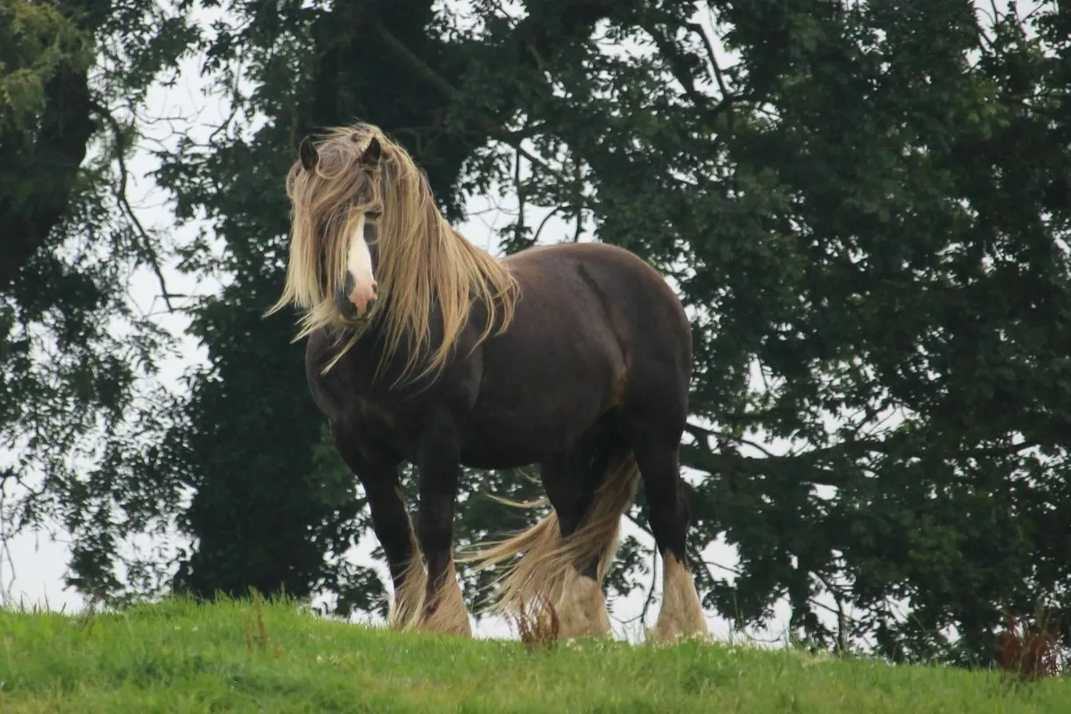 Silver Bay Sooty Irish Cob stallion - Image 1