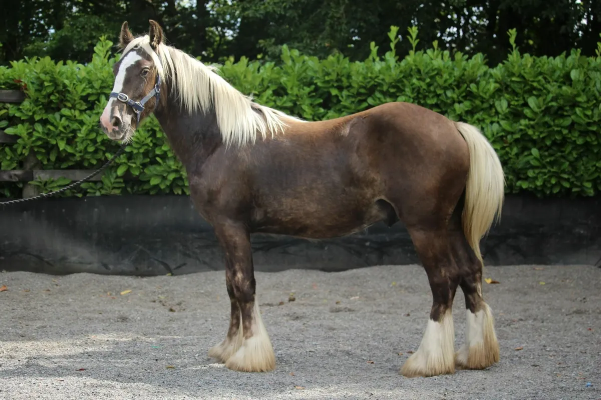 Yearling Silver Bay Sooty colt to make 15.3h - Image 1