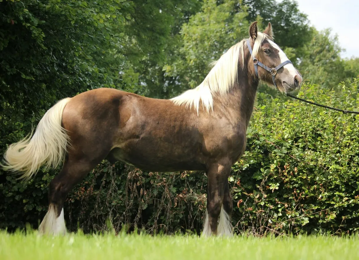 Yearling Silver Bay Sooty colt to make 15.3h - Image 2