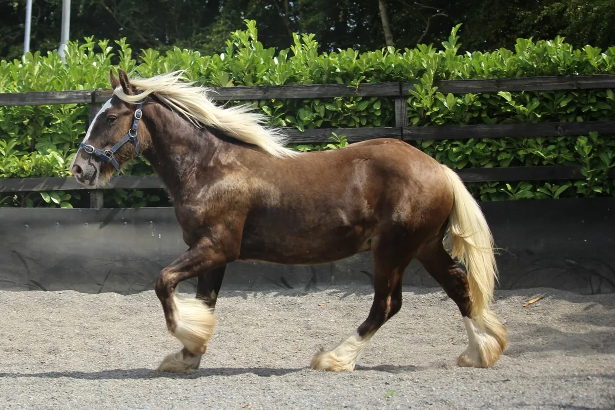 Yearling Silver Bay Sooty colt to make 15.3h - Image 3