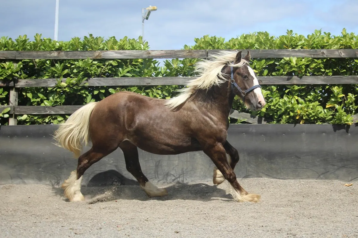 Yearling Silver Bay Sooty colt to make 15.3h - Image 4