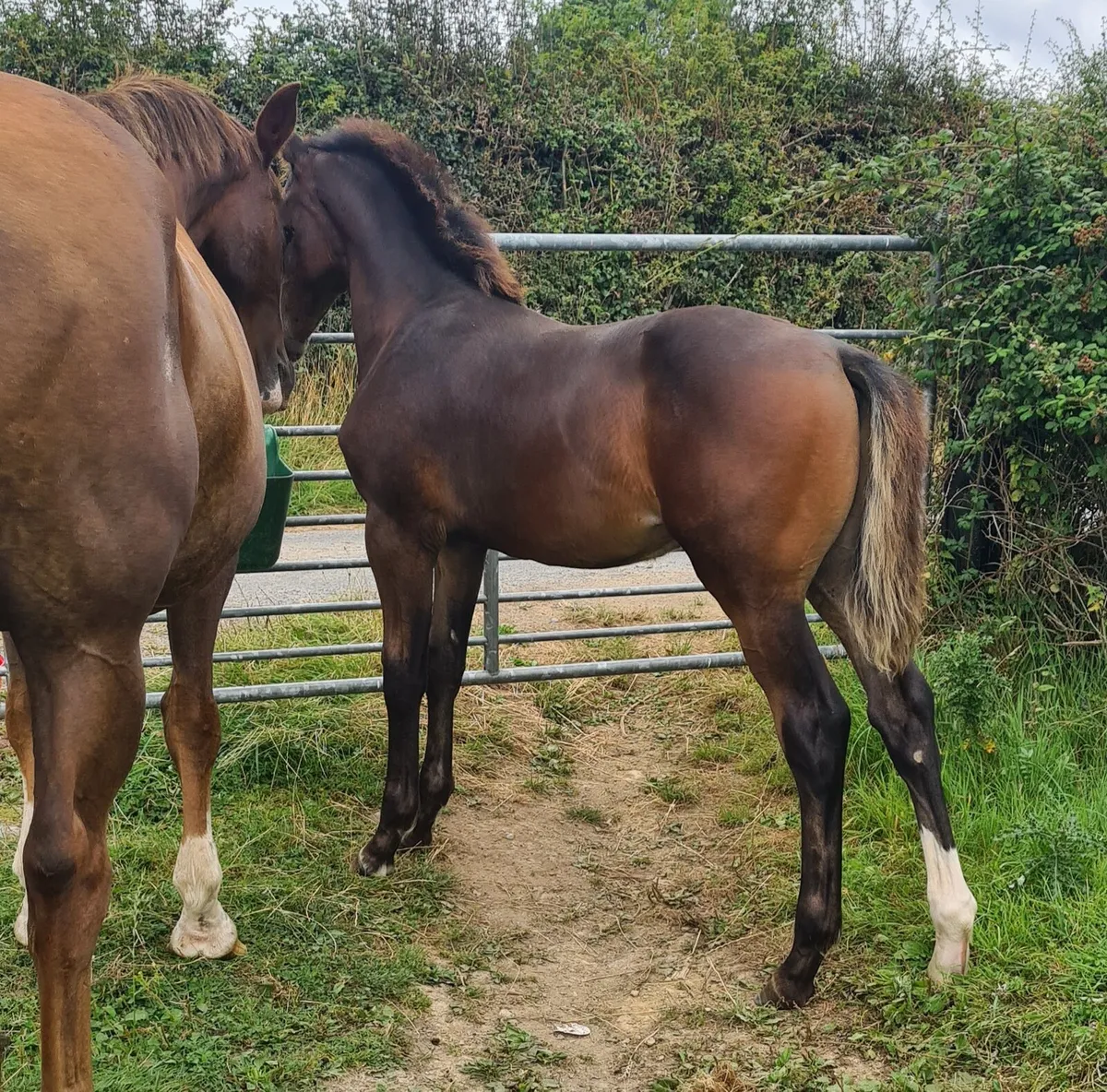 Tyson Colt Foal - Image 4