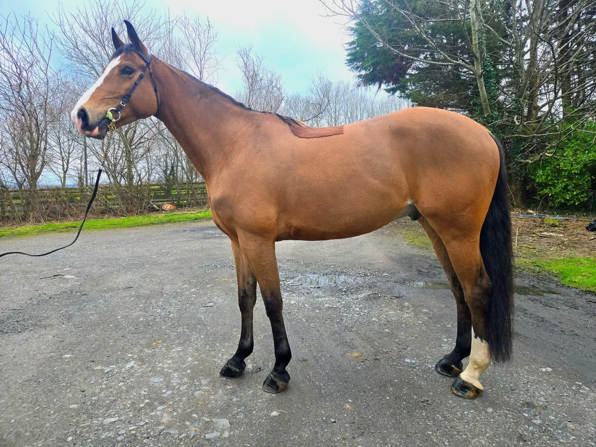 ✨️Vivant gelding ✨️suitable for YR - Image 4