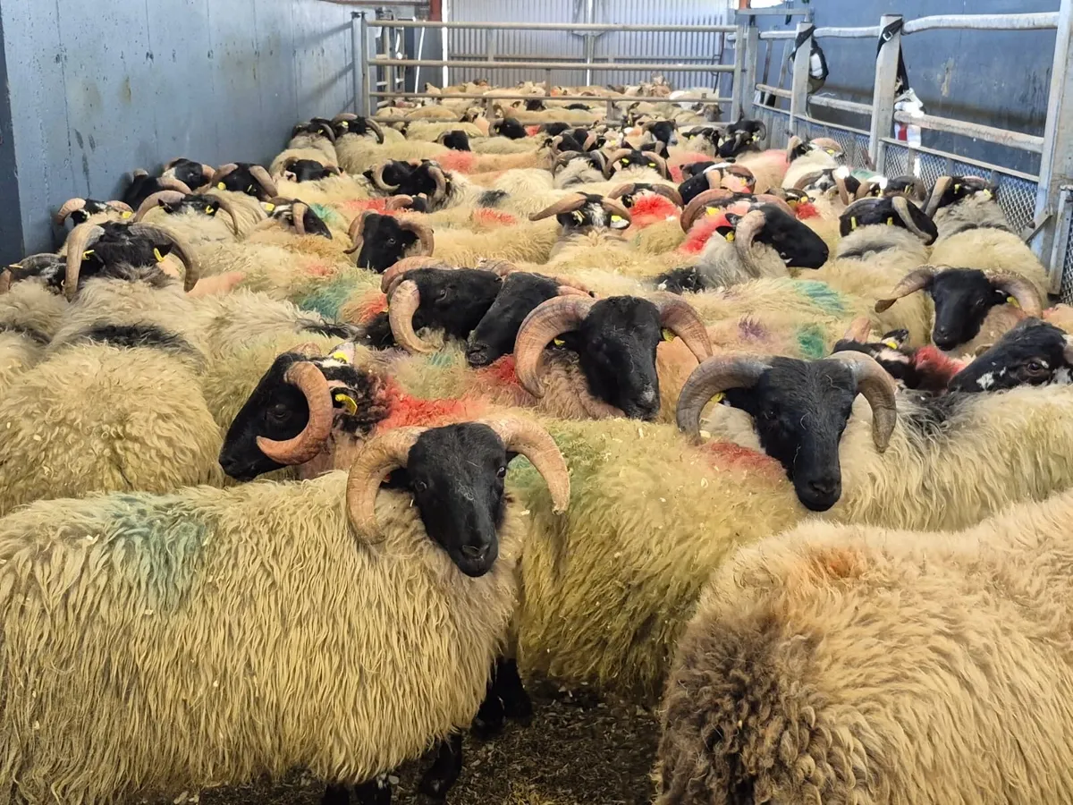 Store Lambs Available🐑🌱 - Image 3