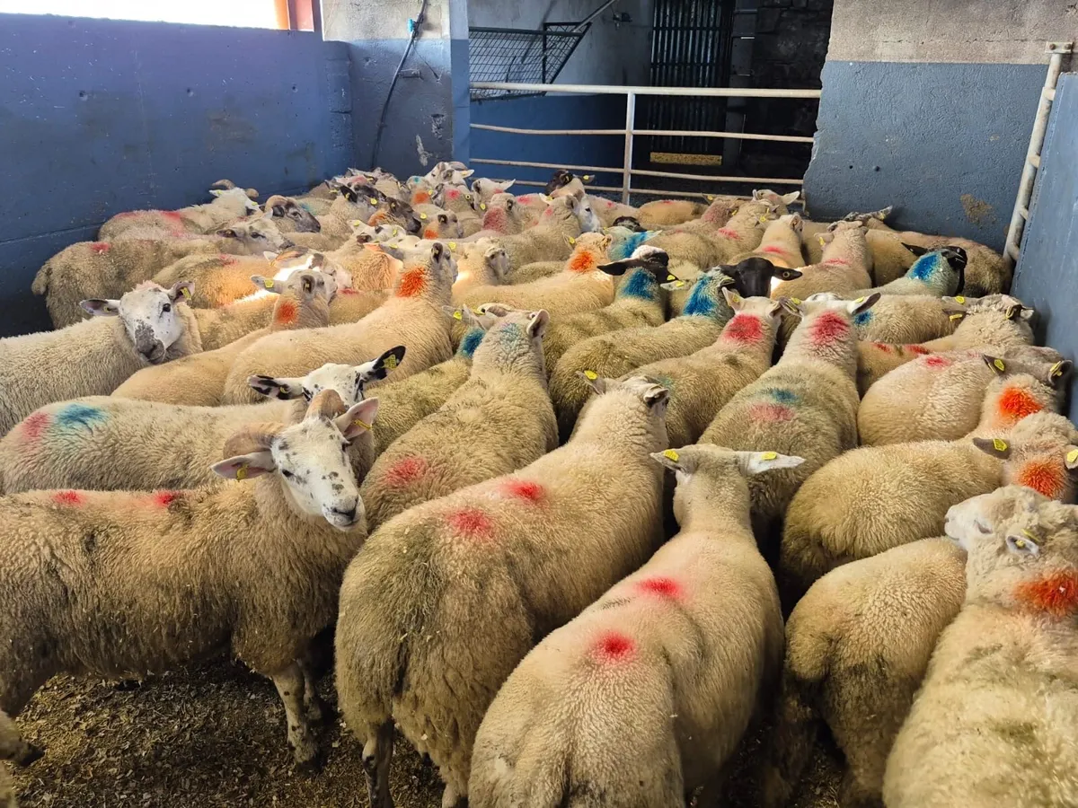 Store Lambs Available🐑🌱 - Image 1