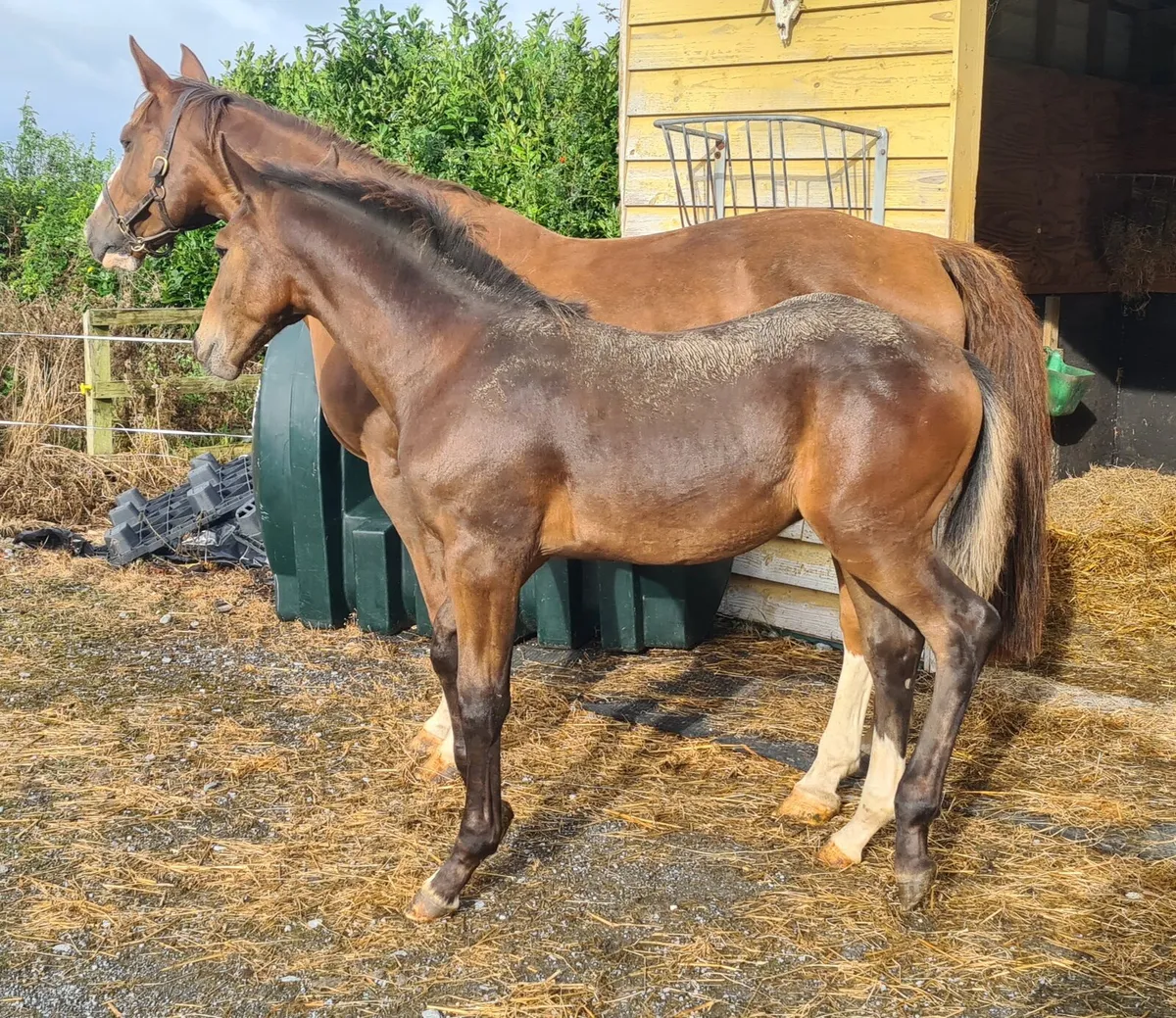Tyson Colt Foal - Image 2