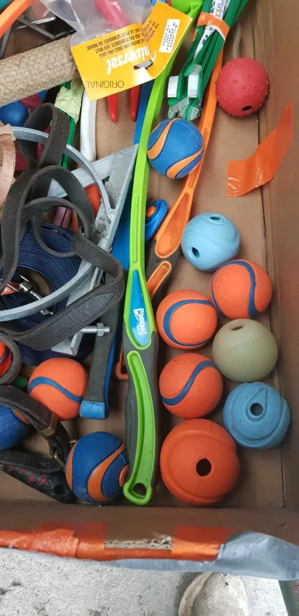 Dog training equipment/accessories - Image 2