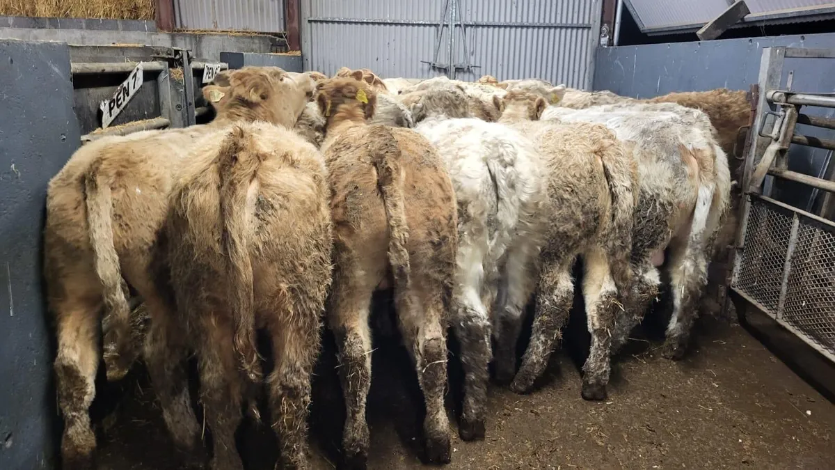 💥Summerhill Livestock💥 - Image 1