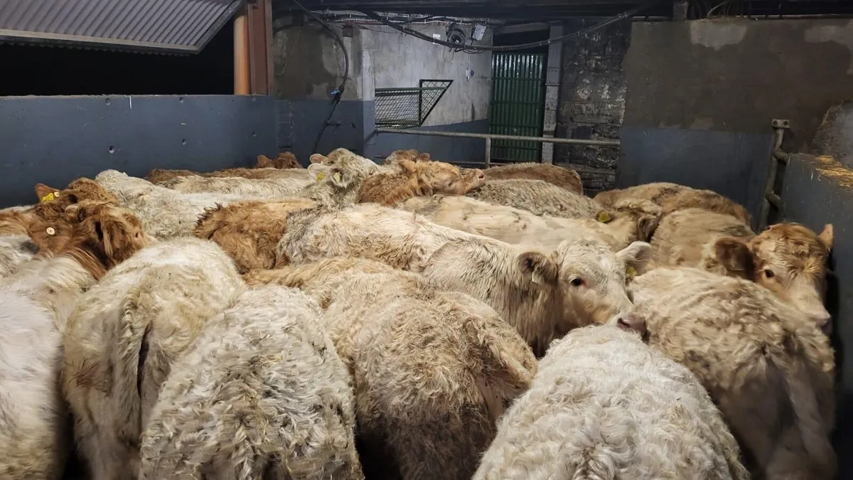 💥Summerhill Livestock💥 - Image 4