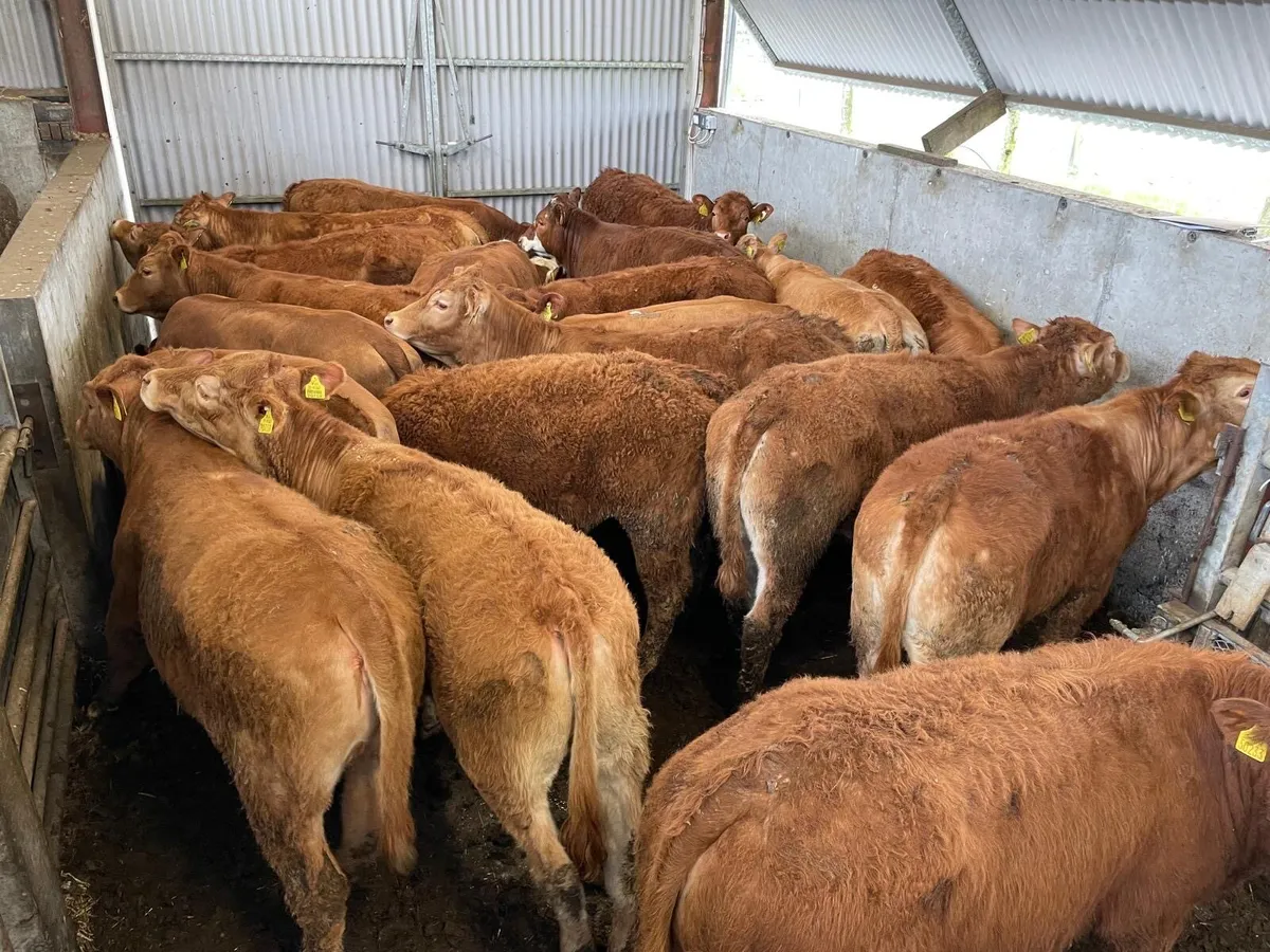 💥Summerhill Livestock💥 - Image 1