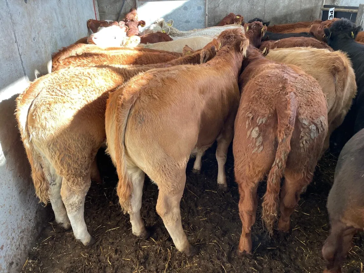 💥Summerhill Livestock💥 - Image 1
