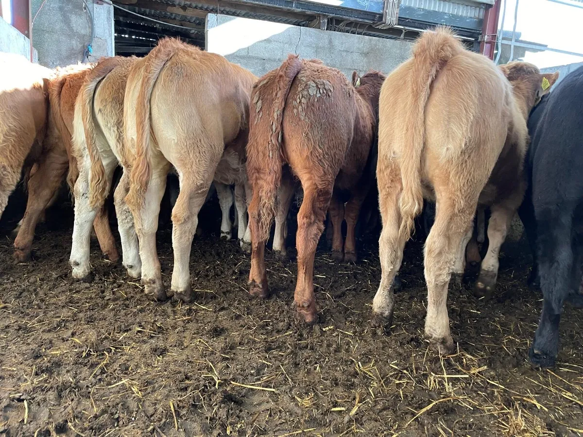 💥Summerhill Livestock💥 - Image 3