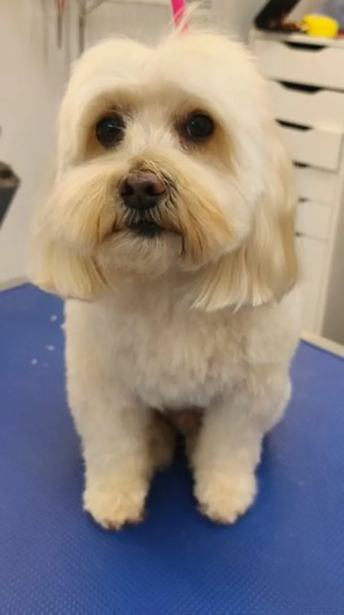 Dog Grooming Available