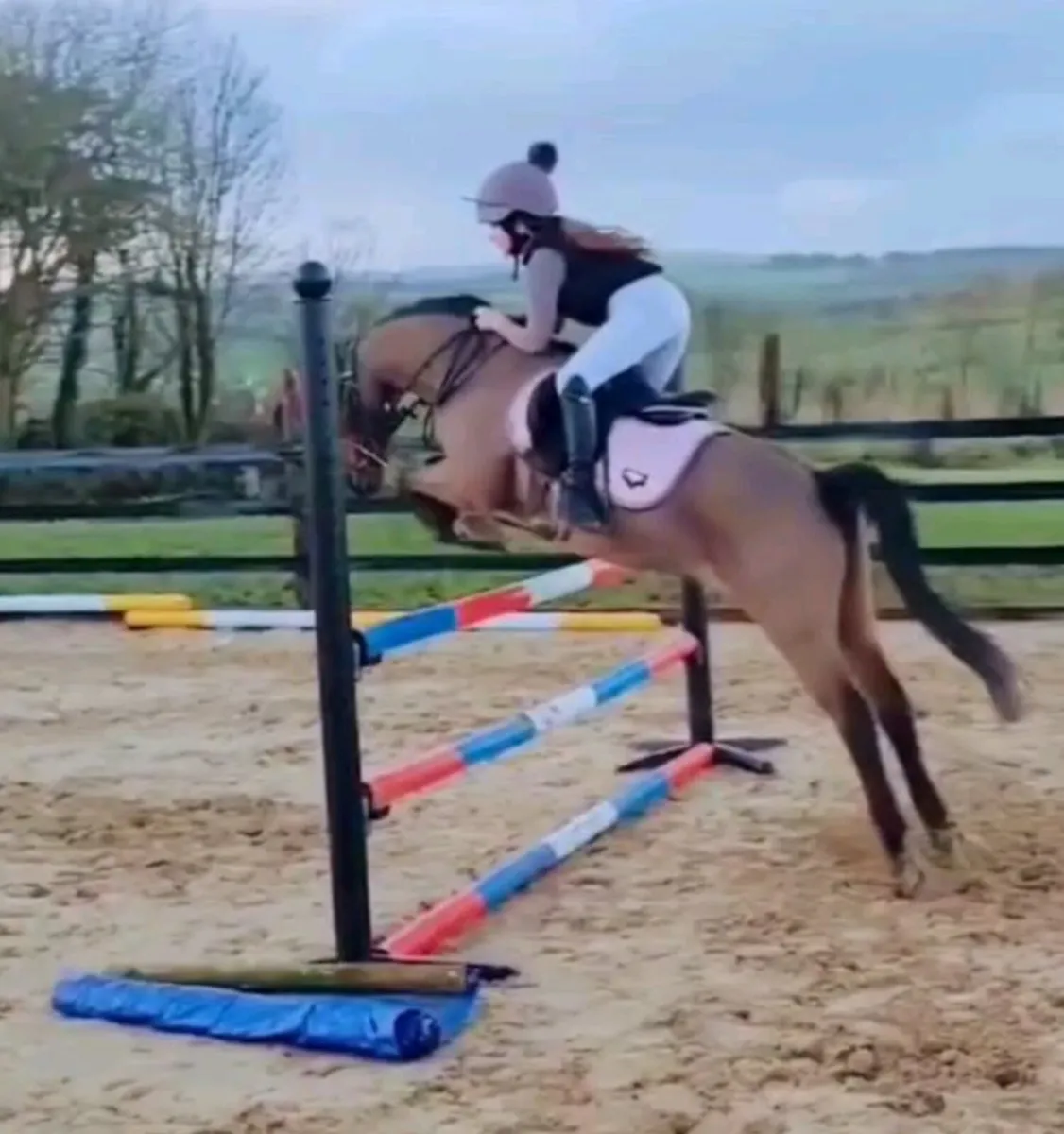 Competition Pony 12.2 - Image 1