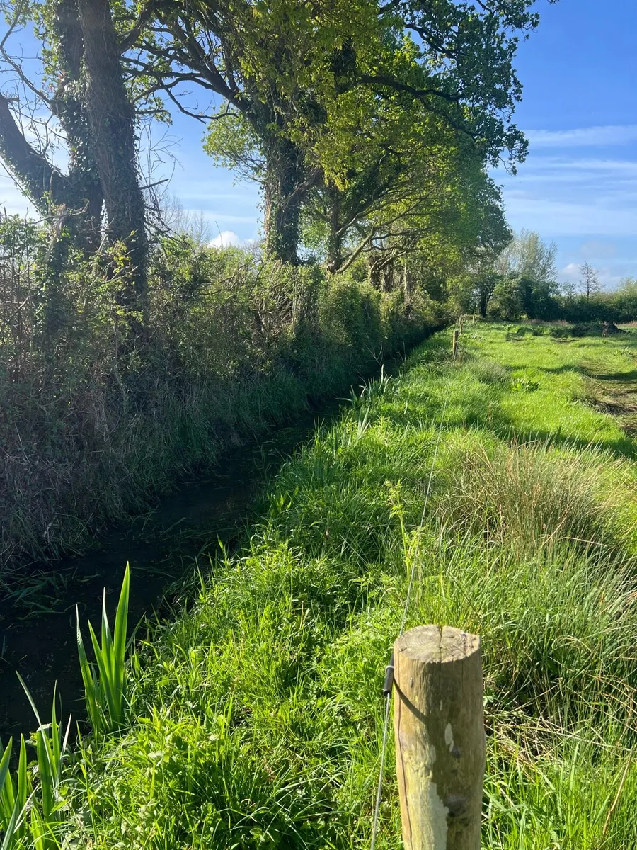Tree shearing - Image 4