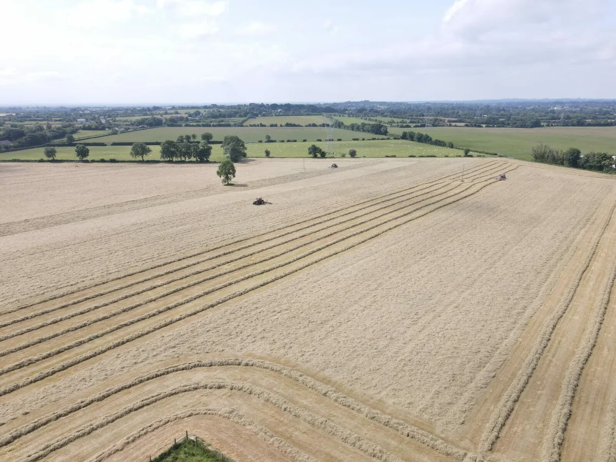 Top quality hay - Image 2