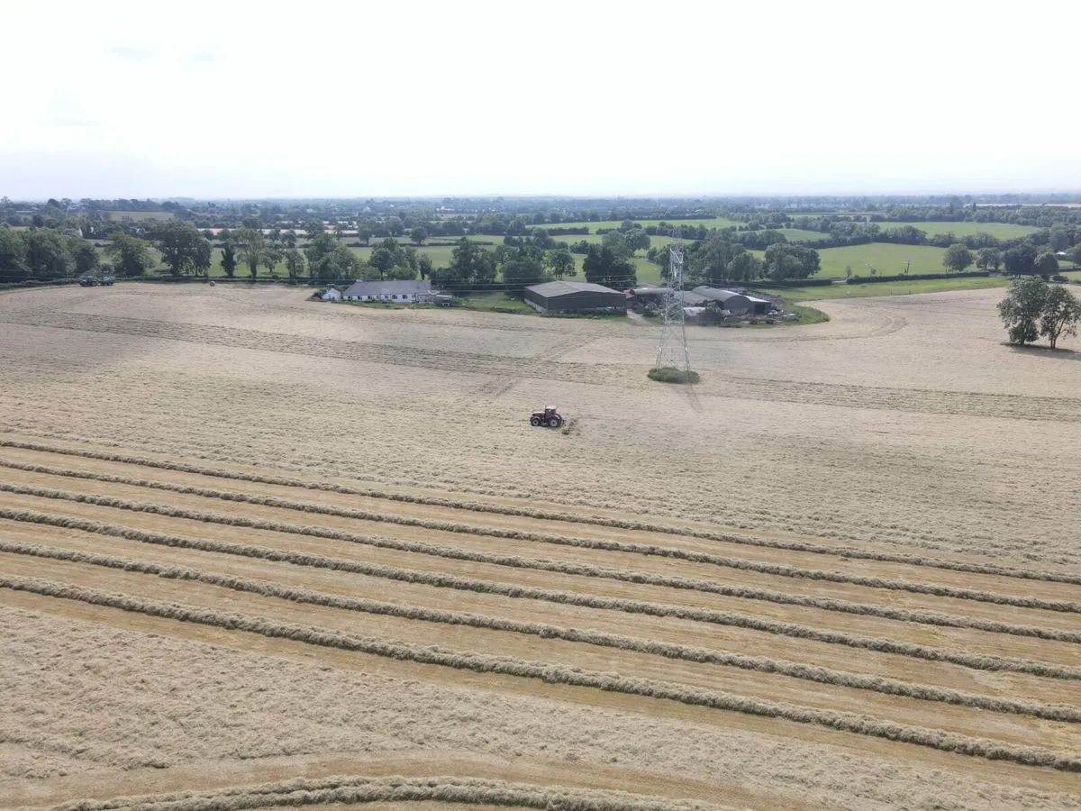 Top quality hay - Image 3