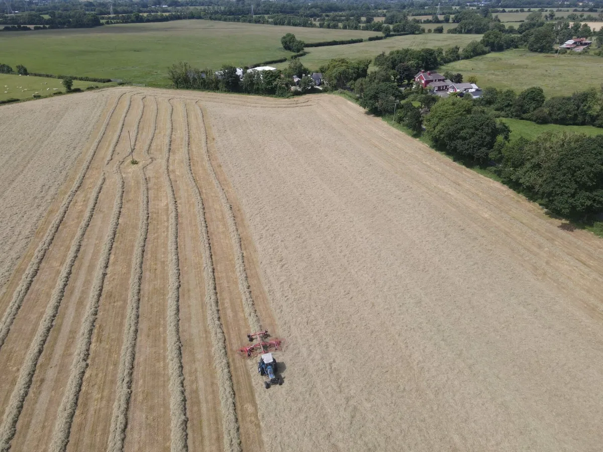 Top quality hay - Image 4