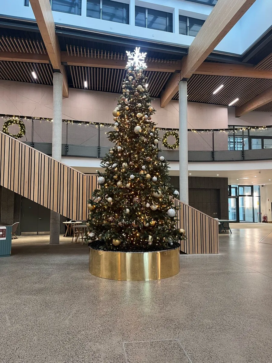 Large Christmas Trees 15-40ft - Image 1