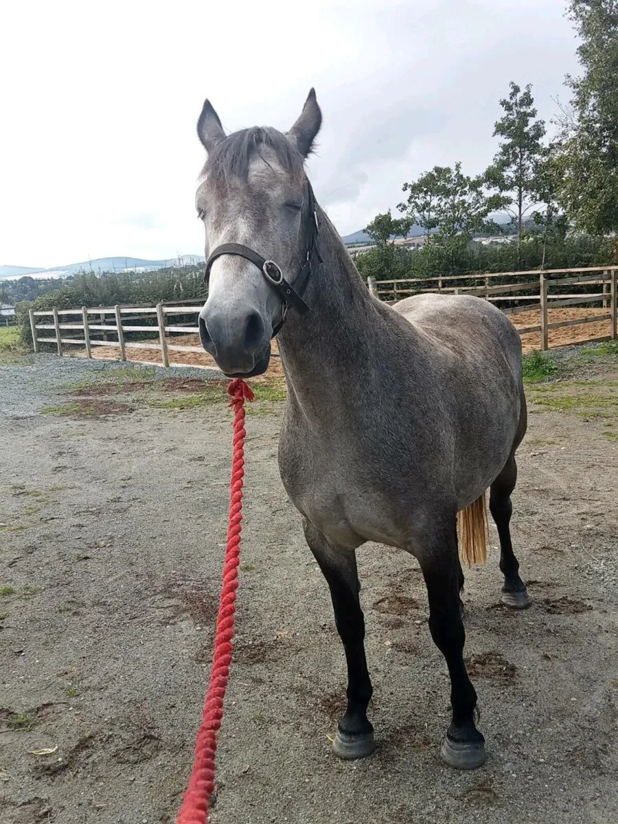 Silver Shadow Class one Mare - Image 1